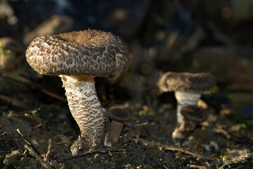 Lentinus tigrinus,  morgan panus tigrinus mushroom in the woods
