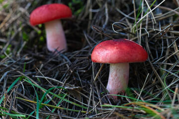 Lactarius deliciosus, commonly known as the delicious milk cap, saffron milk cap and red pine mushroom