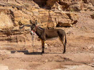 Donkey, Petra historic and archaeological city carved from sandstone stone, Jordan, Middle East