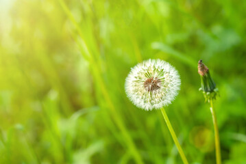 Beautiful dandelion against the background of green grass in the rays of the warm summer sun.