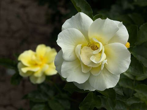 Rosaleda. Rosas.