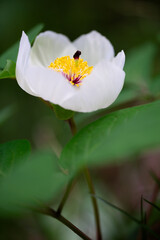 美しい春の山シャクヤクの花2