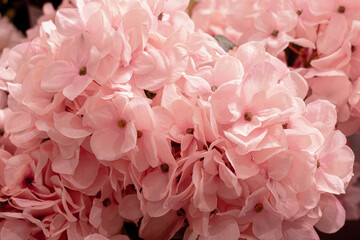 pink azalea flowers, floral background