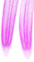 Longitudinal section of Allium sp root. Monocot root longitudinal section