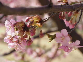 春の花　桜　河津桜