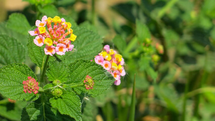 Yellow pinky lantana flowers are blooming in the garden, selective focus