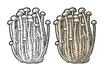 Enoki mushroom. Vintage color vector engraving illustration isolated - 699041803