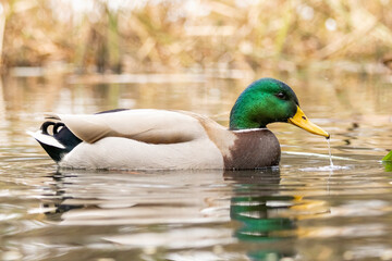 Obraz premium Mallard duck (Anas plathyrynchos) in natural habitat