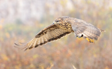 Common Buzzard in autumn mountain