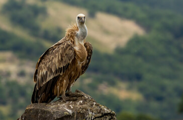 Griffon Vulture (Gyps fulvus) on feeding station