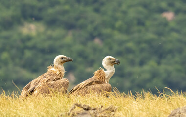 Griffon Vulture (Gyps fulvus) on feeding station