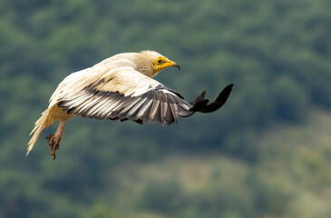 Egyptian vulture in natural habitat in Bulgaria