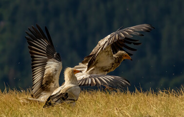 Egyptian vulture in natural habitat in Bulgaria