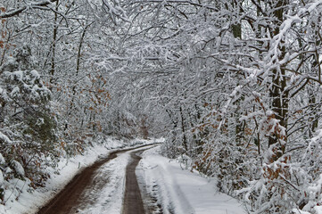 Natural forest landscape covered with snow during cold winter day.