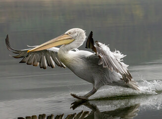 Dalmatian Pelican of Kerkini Lake