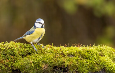 Blue tit drink water and sitting on branch