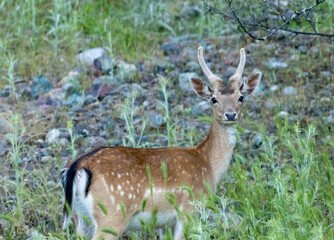 Young male European fallow deer (Dama dama) walking