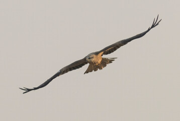 Black Kite in natural habitat