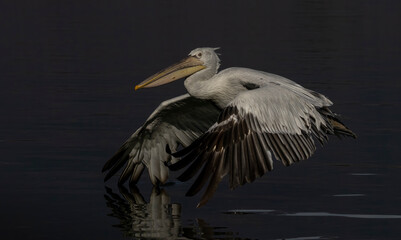 Dalmatian Pelican of Kerkini Lake