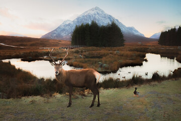 A Scottish Red Deer (Cervus elaphus scoticus) stag and male mallard (Anas platyrhynchos) at Buachaille Etive Mor in the dramatic mountain landscape of Glencoe in the Scottish Highlands, Scotland.