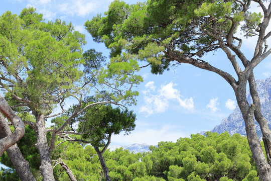 Tall tree in clear sunny day. Coniferous tree. Tree with blue sky. Mediterranean flora, evergreen coniferous tree. Nature in summer. Green maritime pine against the background of mountains