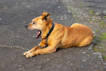 A big brown dog pit bull terrier with an open mouth is lying on the asphalt
