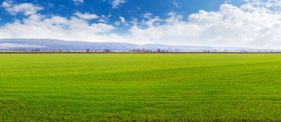 Field with green grass and blue sky with white clouds