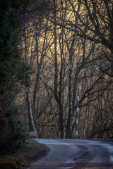 This atmospheric image captures a winding road disappearing into a forest with bare trees silhouetted against a fading sunset. The subdued light filters through the branches, creating a tapestry of