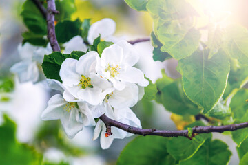 A branch of an apple tree with large white flowers close-up on a blurred background