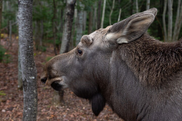 Closeup of baby moose standing in profile in forest, Beauce region, Quebec, Canada