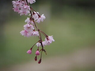 春の花　桜　ヤエベニシダレ