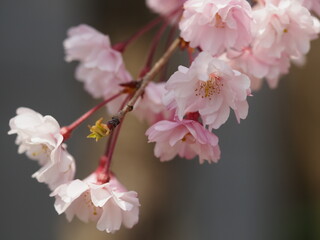春の花　桜　ヤエベニシダレ