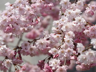 春の花　桜　ヤエベニシダレ