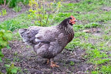 Gray variegated chicken in the garden in spring