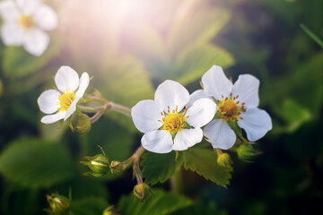 White strawberry flowers on a flower bed in sunny weather
