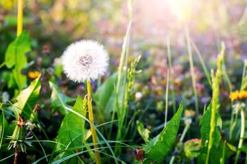 A white dandelion on a meadow among the grass in the sunlight