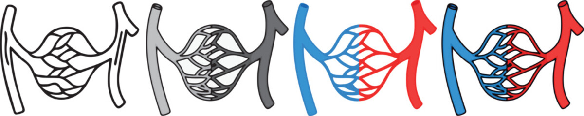 human anatomy. veins icon with 4 different styles.