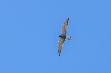 Black Tern (Chlidonias niger) in flight