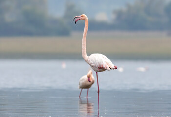 Greater flamingo`s flock in national park in Greece - obrazy, fototapety, plakaty