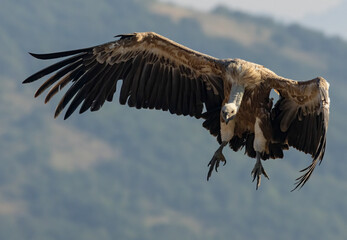 Griffon Vulture (Gyps fulvus) on feeding station