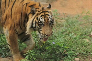 Sumatran tiger walking while looking at the camera