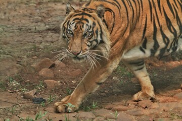 Sumatran tigers walk around in their territory