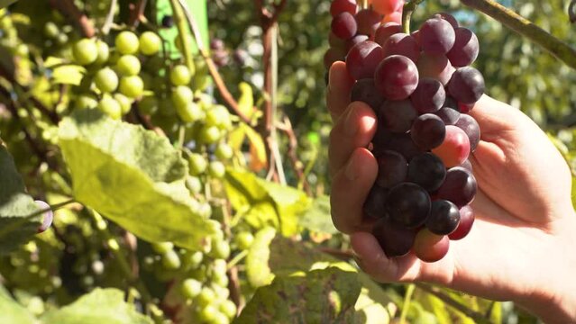 Male farmer picking red wine grapes during harvest season on a warm sunny day in autumn. 
Detail closeup shot of  his hands and branch examining  the fruits with
green grapes in the background 