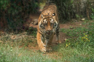 Sumatran tiger walking while watching the surroundings