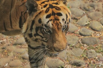 Bengal tiger walking while looking at the camera