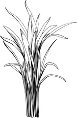 Illustration of a tropical plant. Hand drawn botanical illustration isolate on white.