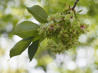春の花　桜　御衣黄桜