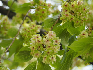 春の花　桜　御衣黄桜