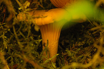 Chantarelle mushrooms gleam amid forest moss, their beauty perfect for illustrating books on wild...
