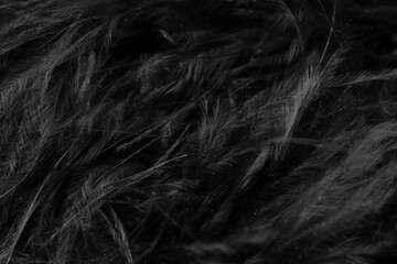 black litle feather macro foto